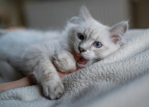 Mengenal Bahasa Kucing dan Arti Gerakannya: Panduan Lengkap untuk Pemilik yang Peduli