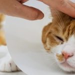 Ternyata Begini Cara Kucing Mengatakan 'Aku Sayang Kamu'!