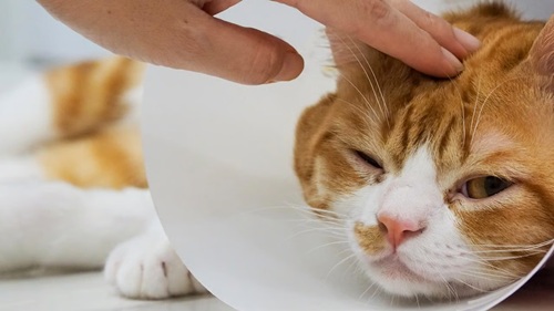 Ternyata Begini Cara Kucing Mengatakan 'Aku Sayang Kamu'!
