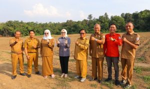 Bukan Sekadar Reses! Senator Hj. Eva Susanti Temukan Potensi "Emas" di Ladang Jagung Banyuasin