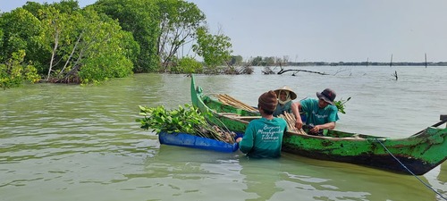 Hari Populasi Dunia, Kampanye Tanam Pohon di Bedono Jadi Contoh Mitigasi Abrasi Pesisir. Foto : viralsumsel.com