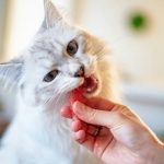 Rekomendasi Makanan Pasca Sterilisasi Kucing. Foto : viralsumsel.com
