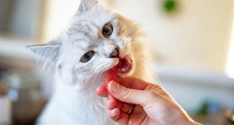 Rekomendasi Makanan Pasca Sterilisasi Kucing. Foto : viralsumsel.com