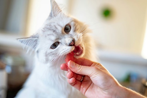 Rekomendasi Makanan Pasca Sterilisasi Kucing. Foto : viralsumsel.com