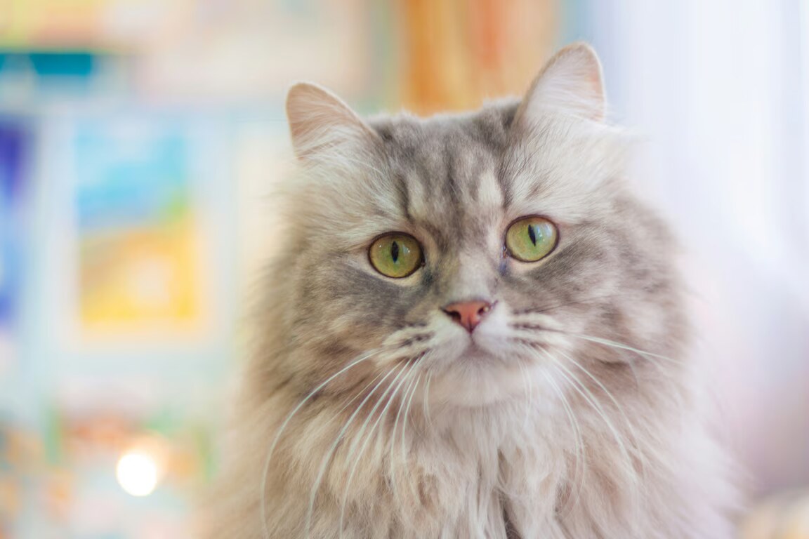 Manfaat Fish Oil Untuk Kesehatan Bulu Kucing. Foto: viralsumsel.com