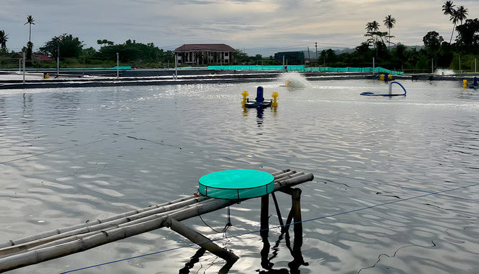 Membangun Masa Depan Akuakultur Berkelanjutan: Perjalanan Aquarev dan Para Petambak Kecil di Indonesia. Foto: viralsumsel.com