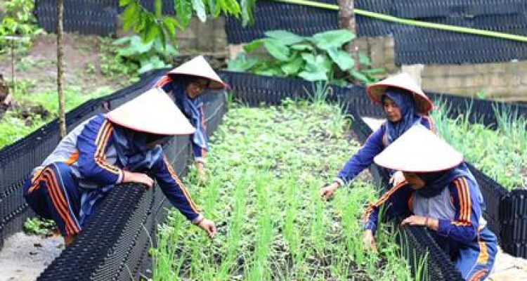 Petani Milenial Ulubelu Budidayakan Melon di Dataran Tinggi Pakai Panas Bumi!