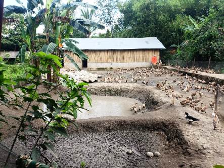 PT Bukit Asam Tbk Dorong Budidaya Itik Petelur, Warga Desa Tegal Rejo Kini Raup Penghasilan di Atas UMR