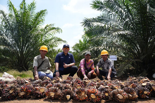 Panen Perdana Sawit PalmCo Tembus 2,5 Tahun, TM1 Bisa 18 Ton? Foto: viralsumsel.com