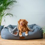 Persiapan Adopsi Anjing di Rumah untuk Pemula. Foto: viralsumsel.com