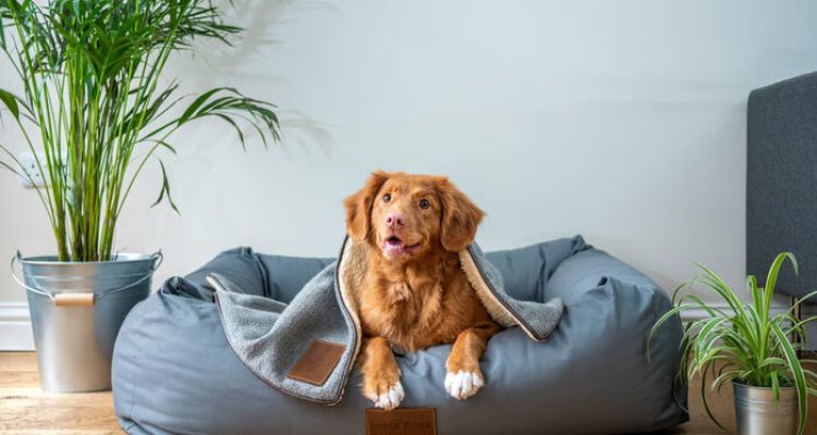 Persiapan Adopsi Anjing di Rumah untuk Pemula. Foto: viralsumsel.com