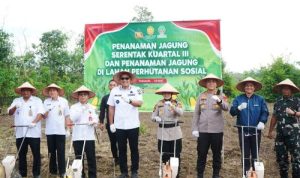 Wawako Franky Nasril Turun ke Ladang! Tanam Jagung Serentak Dukung Program Prabowo-Gibran