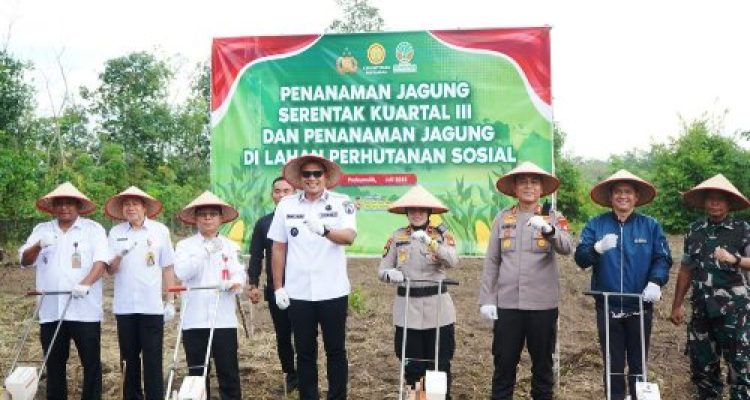 Wawako Franky Nasril Turun ke Ladang! Tanam Jagung Serentak Dukung Program Prabowo-Gibran