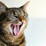 Tips Mudah Menghilangkan Mulut Kucing Bau yang Mengganggu. Foto: viralsumsel.com