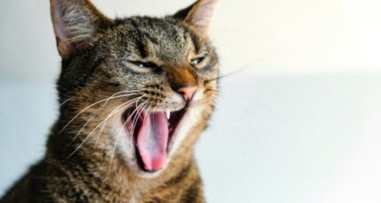 Tips Mudah Menghilangkan Mulut Kucing Bau yang Mengganggu. Foto: viralsumsel.com