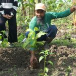 15 Ribu Pohon Ditanam di Jabungan, Warga Masih Menanti Manfaat Ekonomi. Foto: viralsumsel.com