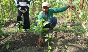 15 Ribu Pohon Ditanam di Jabungan, Warga Masih Menanti Manfaat Ekonomi. Foto: viralsumsel.com