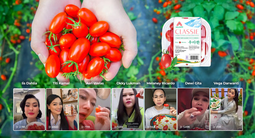 Cherry Tomato Stevia Astyfarm. Foto : viralsumsel.com