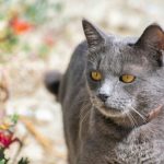 Fakta Menarik Kucing Busok Ras Kucing Asli Indonesia. Foto: viralsumsel.com