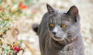 Fakta Menarik Kucing Busok Ras Kucing Asli Indonesia. Foto: viralsumsel.com