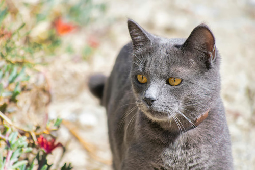 Fakta Menarik Kucing Busok Ras Kucing Asli Indonesia. Foto: viralsumsel.com
