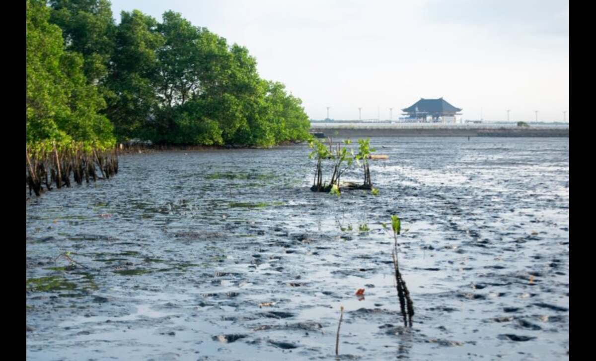 Hari Kanker Paru Sedunia- LindungiHutan Tegaskan Pentingnya Tutupan Hijau untuk Udara Bersih dan Kesehatan Paru. Foto: Viralsumsel.com