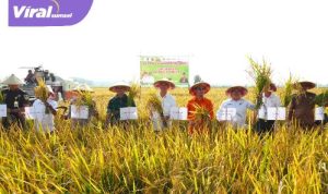 Optimalisasi Lahan Sawah di OKI Tingkatkan Indeks Pertanaman