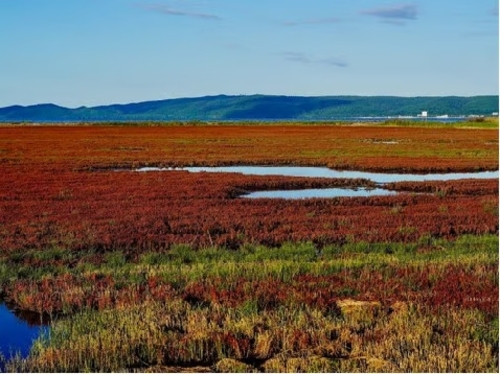 Pesona Musim Gugur Hokkaido yang Menakjubkan. Foto : viralsumsel.com