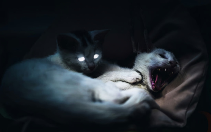 Kenali Ciri-Ciri Kucing Terkena Rabies. Foto : viralsumsel.com