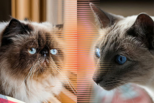 Sering Dikira Sama, Inilah Perbedaan Kucing Himalaya dan Siam. Foto: viralsumsel.com