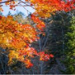 Menjelajah Hokkaido di Musim Gugur: Ini Persiapan Penting Agar Perjalanan Anda Aman dan Nyaman