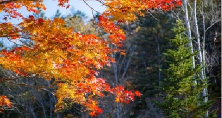 Menjelajah Hokkaido di Musim Gugur: Ini Persiapan Penting Agar Perjalanan Anda Aman dan Nyaman