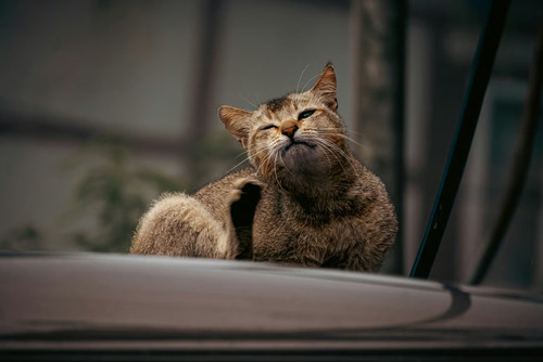 Cara Mencegah Kutu Kucing. Foto : viralsumsel.com