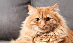 Tips Merawat Kucing Oren agar Sehat, Bersih, dan Bahagia