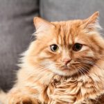 Kenali Fakta dan Mitos di Balik Sifat Kucing Oren
