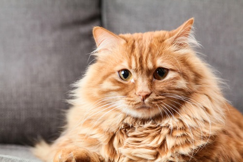 Kenali Fakta dan Mitos di Balik Sifat Kucing Oren