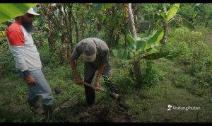 Hari-Tani-Nasional-2025_-LindungiHutan-Perkuat-Peran-Petani-dalam-Penghijauan-dan-Ketahanan-Iklim. Foto: Viralsumsel.com