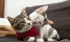 Perbedaan Kucing Jantan dan Betina. Foto : viralsumsel.com