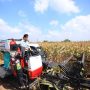 Wapres Panen Raya Jagung di Banyuasin, Gubernur Herman Deru Tunjukkan Komitmen Sumsel Jadi Lumbung Pangan Nasional