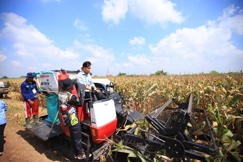 Wapres Panen Raya Jagung di Banyuasin, Gubernur Herman Deru Tunjukkan Komitmen Sumsel Jadi Lumbung Pangan Nasional