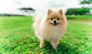Ketahui Sifat Ras Anjing Pom Mini Sebelum Adopsi. Foto: viralsumsel.com