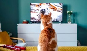 5 Rekomendasi Terbaru Film Tema Kucing Bagi Cat Lovers. Foto: viralsumsel.com