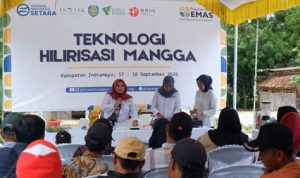 Program Desa Emas Dorong Hilirisasi Mangga Indramayu: Dari Buah Segar ke Produk Bernilai Tinggi