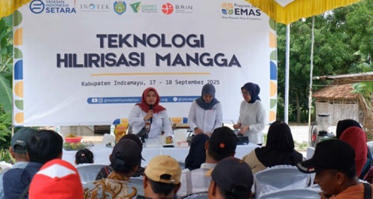 Program Desa Emas Dorong Hilirisasi Mangga Indramayu: Dari Buah Segar ke Produk Bernilai Tinggi