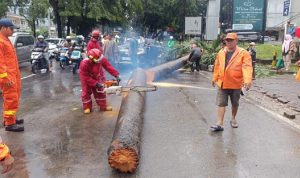 Mobil Lexus tertimpa pohon tumbang