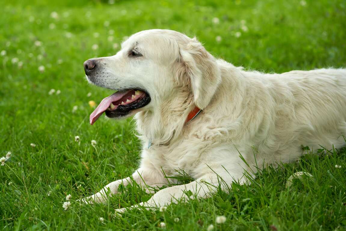 5 Ras Anjing Yang Cocok untuk Jadi Peliharaan. Foto: viralsumsel.com 5 Ras Anjing Yang Cocok untuk Jadi Peliharaan. Foto: viralsumsel.com
