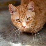 Hal yang Harus Dilakukan Saat Kucing Flu. Foto: viralsumsel.com