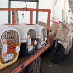 KAI Logistik Catat Pengiriman Lebih Dari 116 Ribu Hewan Peliharaan. Foto : viralsumsel.com