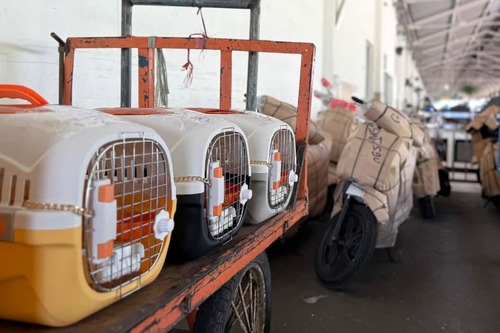 KAI Logistik Catat Pengiriman Lebih Dari 116 Ribu Hewan Peliharaan. Foto : viralsumsel.com