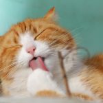 Kucing Cepat Gemuk dengan Wet Food Bernutrisi. Foto: viralsumsel.com
